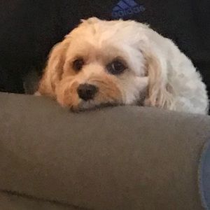 Meet your Posher, Chrissy